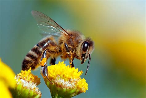 Beyond honey bees: Wild bees are also key pollinators, and some species ...