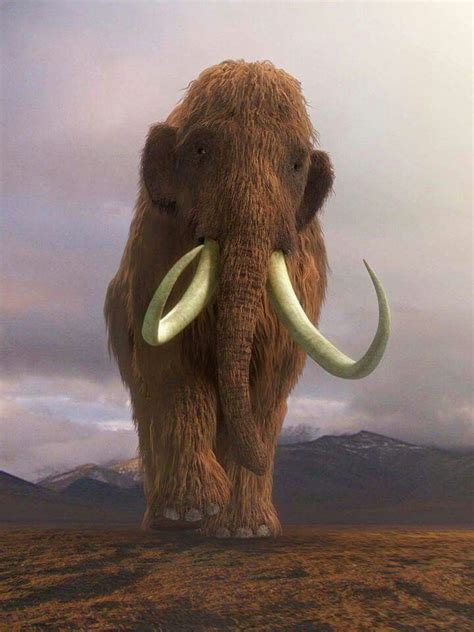 Mammoet | Wooly mammoth, Mammoth, Prehistoric creatures