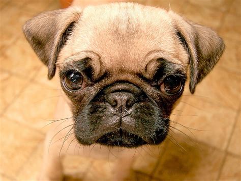 Cute Puppy Dogs: Cute Pug Puppies