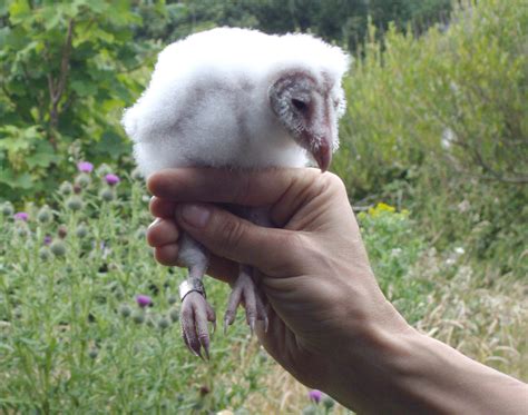 Duhallow Raptor Conservation Project: Early Barn Owl chicks