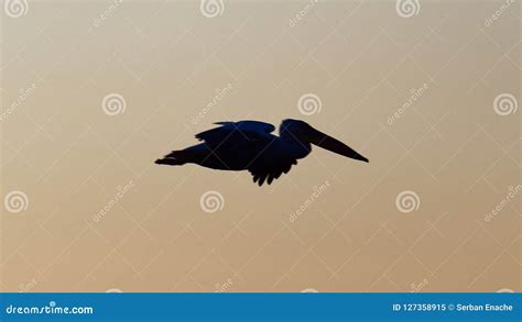 Pelican Silhouette Against Sunset Sky Stock Image - Image of river, rosy: 127358915