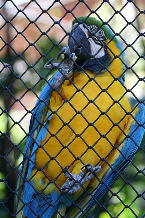 Caged Macaw Free Photo Download | FreeImages