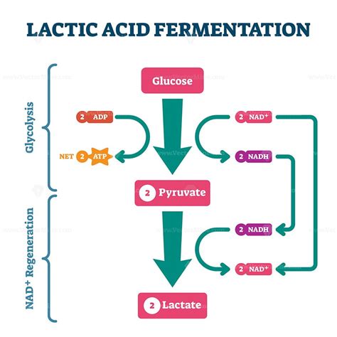 Lactic acid fermentation process scheme, labeled vector illustration diagram - VectorMine