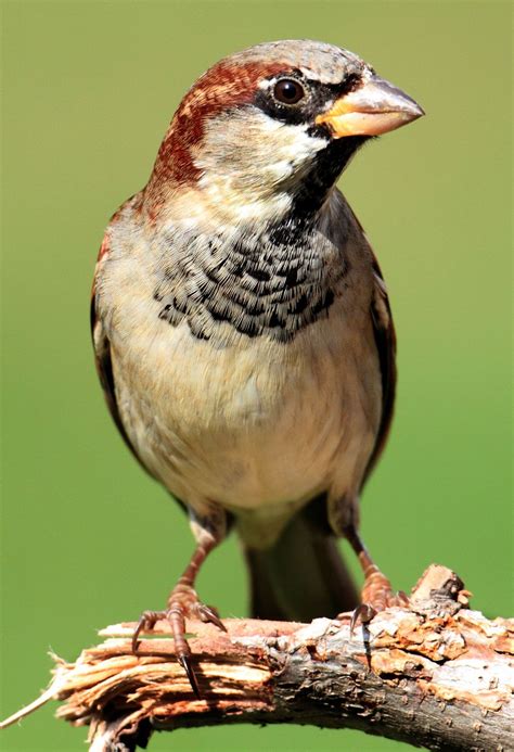 Sparrow | Songbird, Passerine, Urban Bird | Britannica