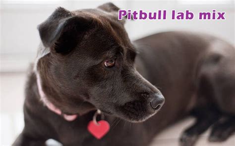 Pitbull Lab Mix: Characteristics, Appearance and Pictures