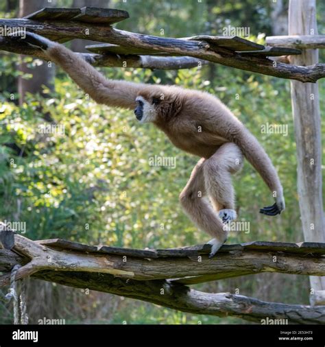 Gibbon moving by arms hi-res stock photography and images - Alamy