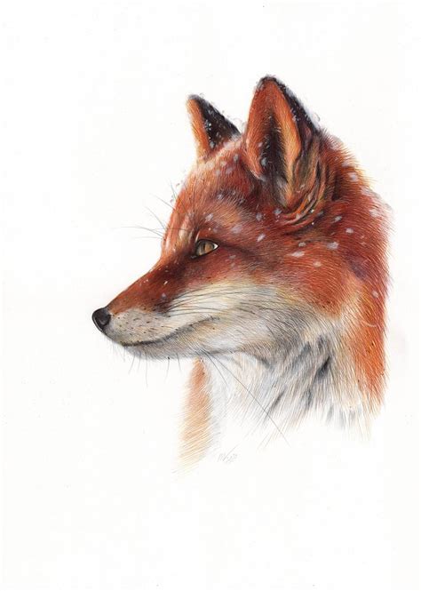 How To Draw A Realistic Fox