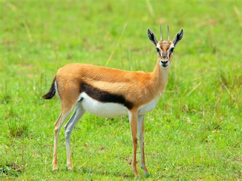 Premium Photo | Female Thomson Gazelle