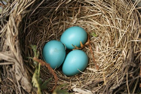 Photo Gallery of Wild Bird Nests and Eggs