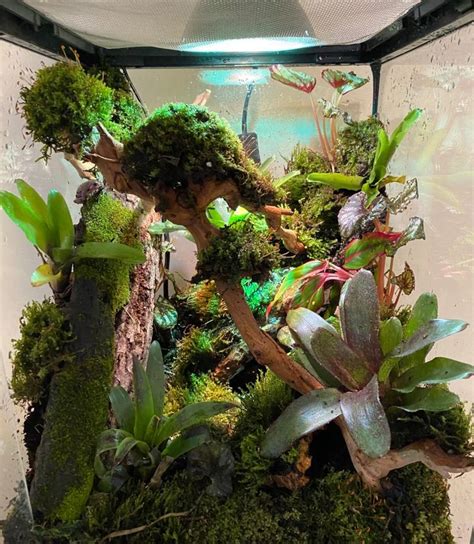 Bioactive Tree Frog Setup | Tree frog terrarium, Whites tree frog, Frog terrarium