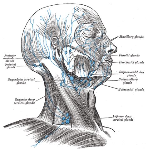 Parotid lymph nodes - wikidoc