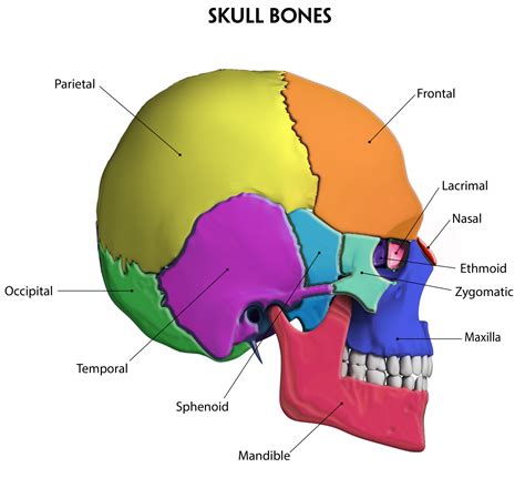 Skull Bones