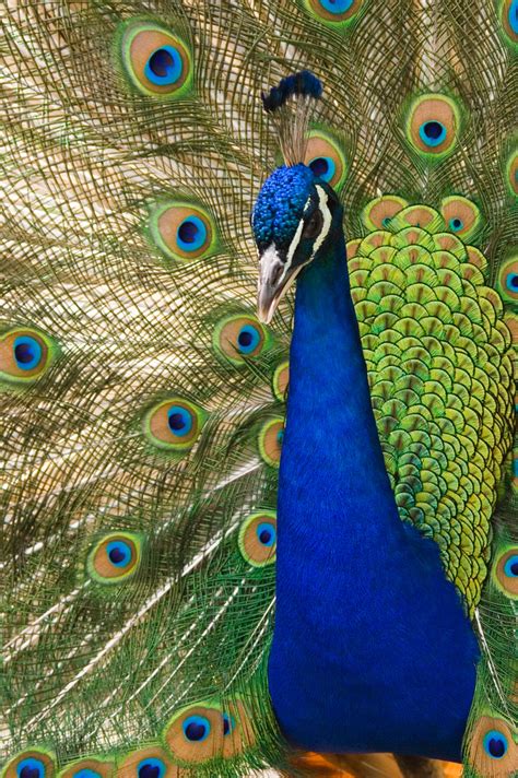 File:Oregon zoo peacock male.jpg - Wikipedia