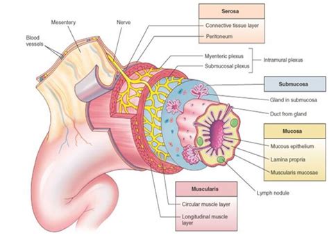 Gastrointestinal Tract Histology - USMLE Strike