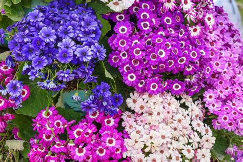 Bare Spots in Your Garden? These Shade-Loving Annuals will Help | Small flowering plants, Annual ...