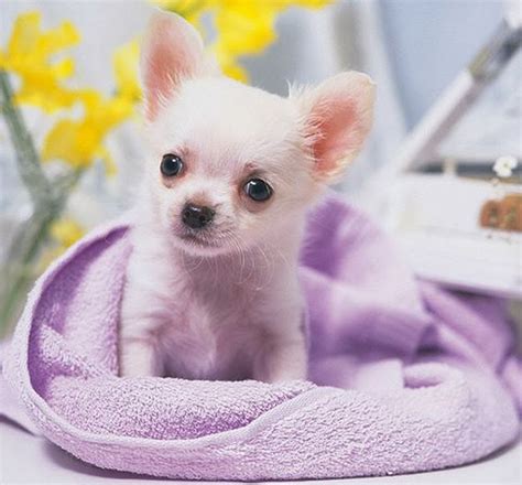 teacup chihuahua | mini chihuahua |different breeds of dogs|cute puppy