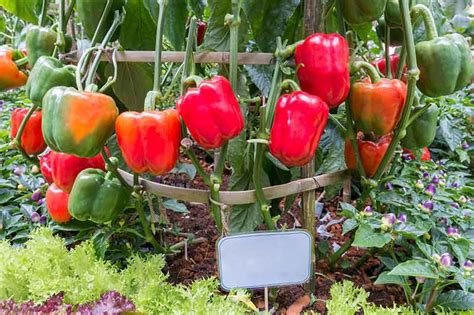 Growing Your Own Bell Peppers