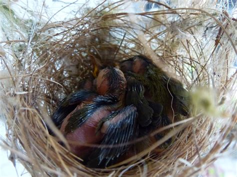 Strawberry Finch Facts, As Pets, Behavior, Care, Pictures