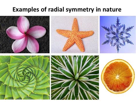 Art at Hosmer: Radial Symmetry Name Designs