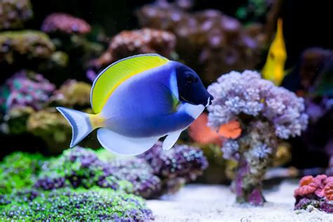 Are powder blue tangs reef safe? – Fishkeeping Forever