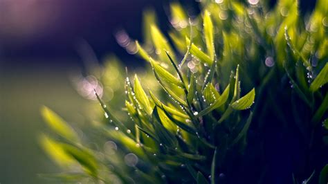 Nature Macro s wallpaper | 1920x1080 | #78333