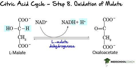 Enzyme Classification – MCAT Biochemistry | MedSchoolCoach