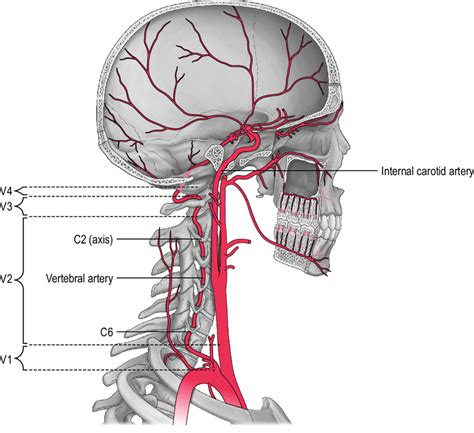 Internal Carotid Artery