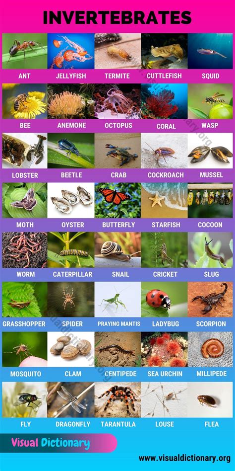 Vertebrates And Invertebrates Pdf