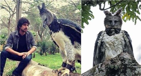 Virals: [VER VIDEO VIRAL] Harpy eagle, a large bird that causes commotion and - World Today News