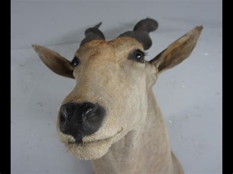 20th Century Large African Giant Eland Taxidermy Shoulder Mount Antlers