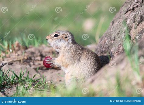 Gopher Eats Grape Stock Photo - Image: 31080820