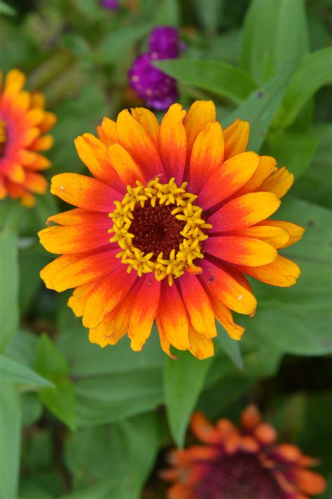 Zinnia Summer Annual Flower - Green Thumb Advice