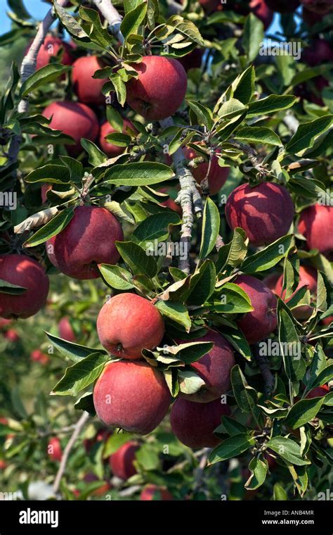 Red Delicious Apples Stock Photo - Alamy