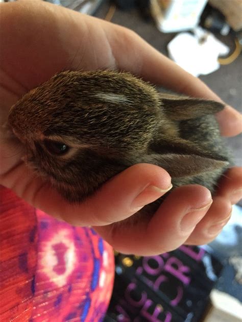 Rescued wild baby bunnies and released in the metro parks. | Wild baby, Baby bunnies, Animals