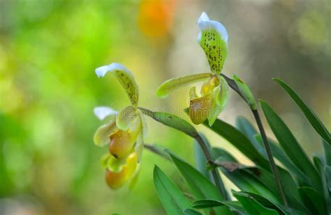 Yellow Lady`s Slipper Orchids Stock Photo - Image of background, hybrid: 297637522