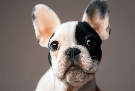 Reasons Your Dog Smells Bad | PetMD