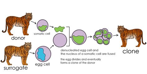 Cloning — Definition & Examples - Expii