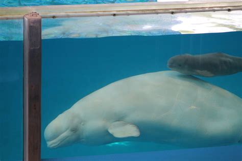 Orcas Aren't the Only Animals Who Suffer at SeaWorld | PETA Kids