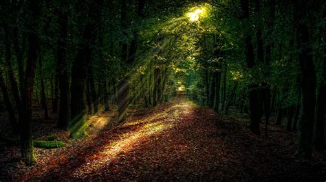 #sunray #forest forest path #woodland #path #ecosystem #sunlight #4K #wallpaper #hdwallpaper # ...