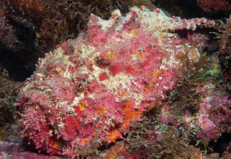 Reef Stonefish - The Australian Museum