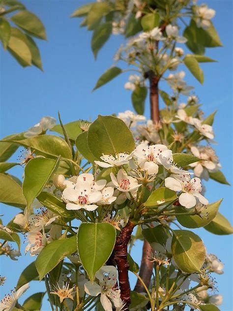 25 EUROPEAN PEAR TREE Pyrus Communis Fruit Seeds White | Etsy