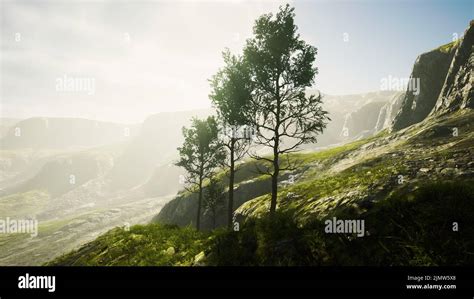 Pine trees and Huangshan mountains in China Stock Photo - Alamy