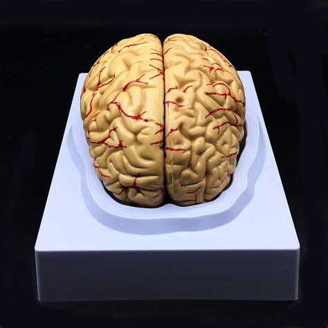 Buy Human Brain Model, Anatomically Accurate Brain Model Life Size Human Brain Anatomy for ...