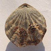 Category:Maastrichtian fossils - Wikimedia Commons