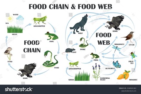 Food Chain Food Web Colored Vector Stock Vector (Royalty Free) 2184501361 | Shutterstock