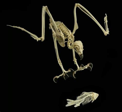 Ospry and fish | Animal skeletons, Skull and bones, Animal skulls