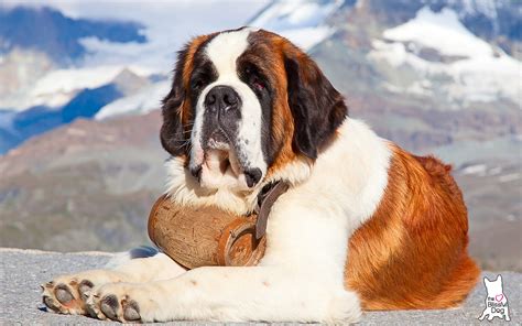 ST BERNARD COMBOS For Dry Noses, Elbow Calluses, Rough Paws + Stress