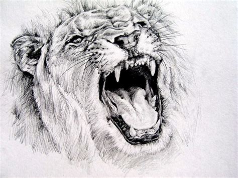 Lion Roaring Drawing - Draw Easy