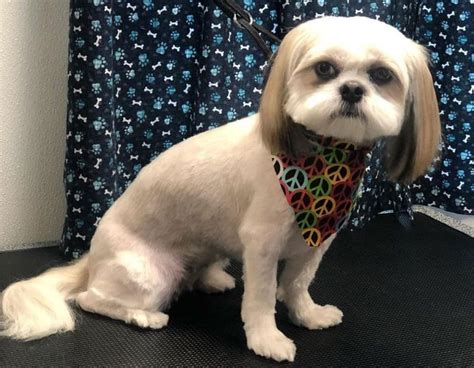 The Best Shih Tzu Haircuts - Find One for Your Dog - K9 Web