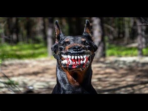 Top 5 Scariest Dog Breeds | Scary dogs, Dog breeds, Scary